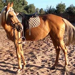 L'Atlante di cavallo